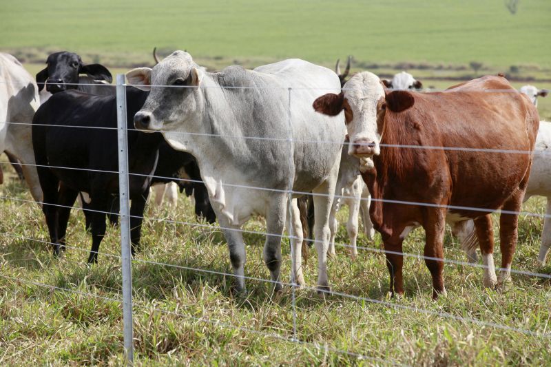 Cattle Fence Repair